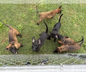 Belgian Malinois Puppy for Sale in STRAWBERRY PLAINS, Tennessee USA