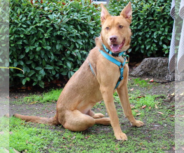 Medium Photo #2 Mutt Puppy For Sale in Yuba City, CA, USA