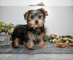 Puppy Gordy Yorkshire Terrier