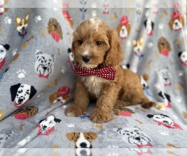 Medium Photo #5 Cavapoo (Miniature) Puppy For Sale in LAKELAND, FL, USA