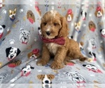 Small #4 Cavapoo (Miniature)