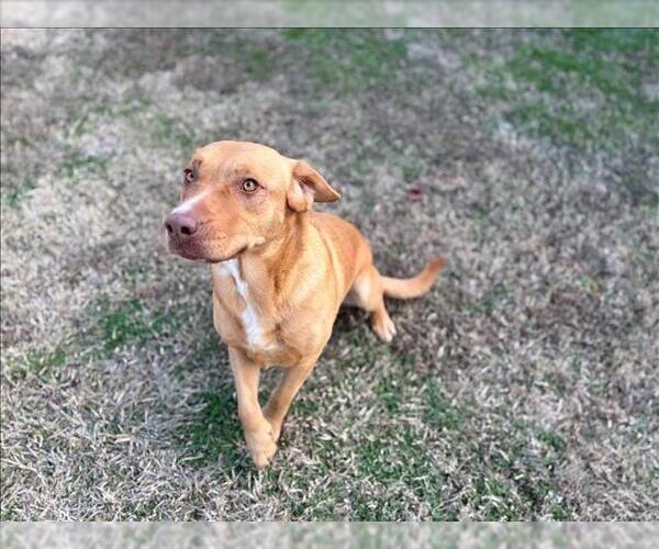 Medium Photo #1 Labrador Retriever-Unknown Mix Puppy For Sale in Grovetown, GA, USA