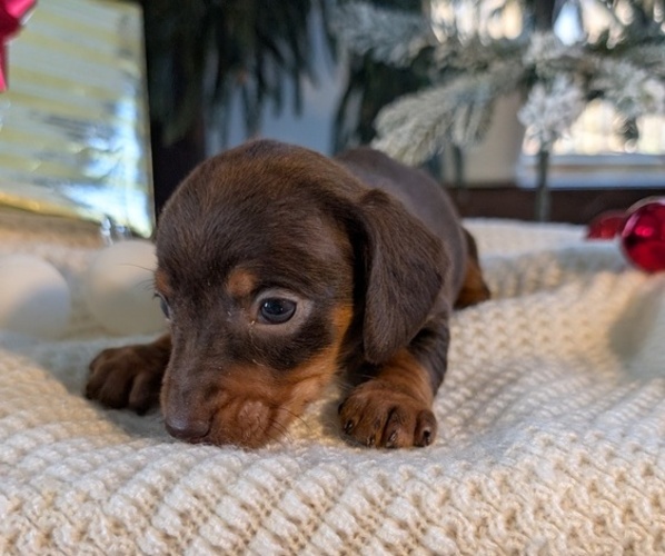 Medium Photo #13 Dachshund Puppy For Sale in GOSHEN, IN, USA