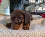 Small #12 Dachshund