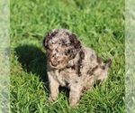 Small #1 Goldendoodle