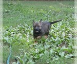 Small #3 German Shepherd Dog