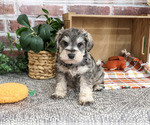 Small #1 Schnauzer (Miniature)