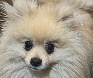 Father of the Pomeranian puppies born on 07/18/2025
