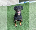Brody - Male Retriever -Rottweiler Mix Dog for Adoption - Small photo