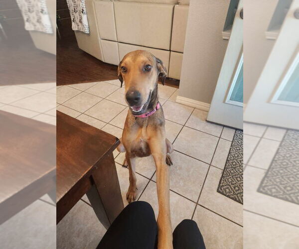 Medium Photo #3 Great Dane-Rhodesian Ridgeback Mix Puppy For Sale in Bullard, TX, USA