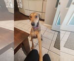 Small #2 Great Dane-Rhodesian Ridgeback Mix