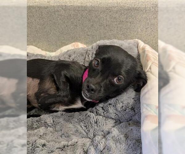 Medium Photo #1 Chihuahua Puppy For Sale in San Martin, CA, USA