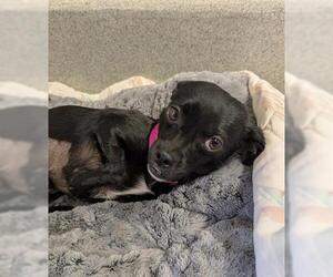 Chihuahua Dogs for adoption in San Martin, CA, USA