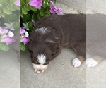 Small Photo #4 Australian Shepherd Puppy For Sale in SURPRISE, AZ, USA