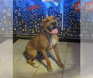 Boxer-Unknown Mix Dogs for adoption in Carrollton, TX, USA