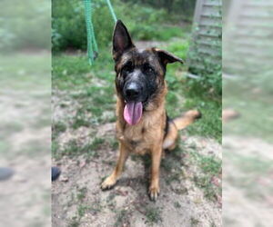 German Shepherd Dog Dogs for adoption in Jackson , NJ, USA
