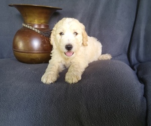 Goldendoodle Puppy for sale in BARKEYVILLE, PA, USA