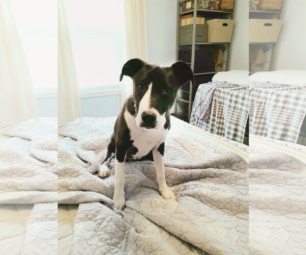 Medium Photo #2 American Pit Bull Terrier-Unknown Mix Puppy For Sale in Binghamton, NY, USA