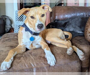 Cheeto Dust - Male American Pit Bull Terrier-Catahoula Leopard Dog Mix Dog for Adoption - Photo #5