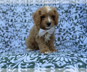 Cavapoo (Miniature) Puppy for sale in LAKELAND, FL, USA