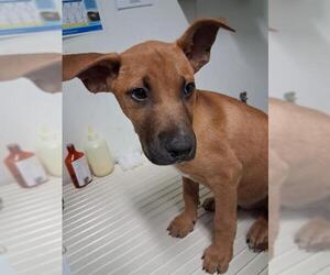 Rhodesian Ridgeback Dogs for adoption in Bakersfield, CA, USA
