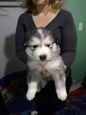 Wolf Hybrid Puppy for sale in PRESCOTT VALLEY, AZ, USA