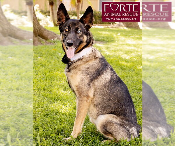 Medium Photo #2 Australian Shepherd-German Shepherd Dog Mix Puppy For Sale in Marina del Rey, CA, USA