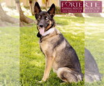 Small #1 Australian Shepherd-German Shepherd Dog Mix