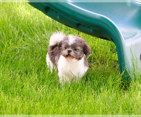 Medium Photo #6 Shih Tzu Puppy For Sale in SYRACUSE, IN, USA