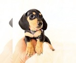 Small #5 Dachshund