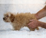 Small #17 Cockapoo (Miniature)