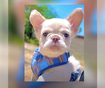 GUSTAV - Male French Bulldog Puppy for Sale - Small photo
