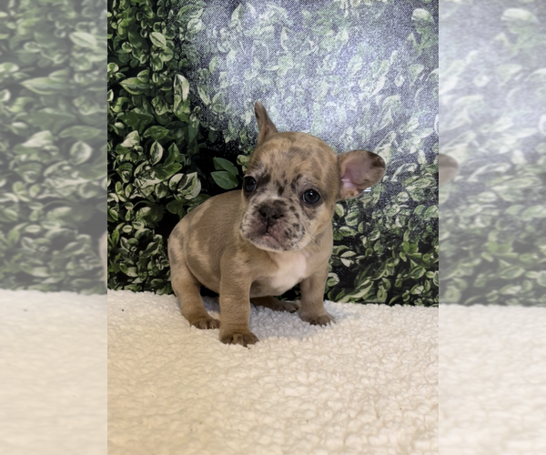 Medium Photo #2 French Bulldog Puppy For Sale in PALM SPRINGS, CA, USA