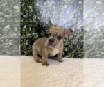 Small Photo #2 French Bulldog Puppy For Sale in PALM SPRINGS, CA, USA