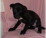 Puppy Frenchfry Boxer-Chinese Shar-Pei Mix