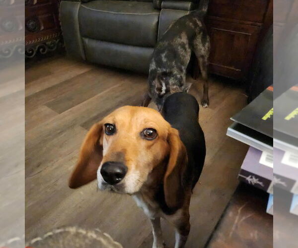 Medium Photo #3 Beagle Puppy For Sale in garner, NC, USA