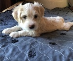 Small #2 Chinese Crested