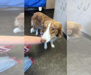 Roger - Male Australian Shepherd-Unknown Mix Dog for Adoption - Photo #3