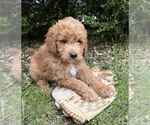 Small #3 Goldendoodle (Miniature)