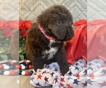 Small #6 F2 Aussiedoodle