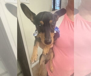 Miniature Pinscher Dogs for adoption in Osgood, IN, USA