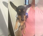 Small Miniature Pinscher