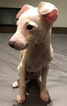 Small Photo #9 Italian Greyhound Puppy For Sale in BROOKLYN, NY, USA