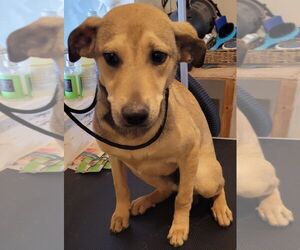 Mutt Dogs for adoption in Carrollton, TX, USA