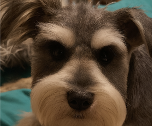 Mother of the Schnauzer (Miniature) puppies born on 10/07/2025