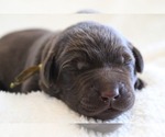 Small Labrador Retriever
