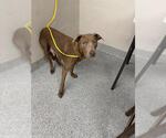 Small American Pit Bull Terrier Mix