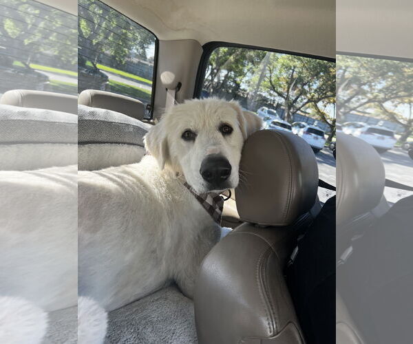 Medium Photo #1 Great Pyrenees Puppy For Sale in Bountiful, UT, USA