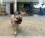 Small #2 French Bulldog