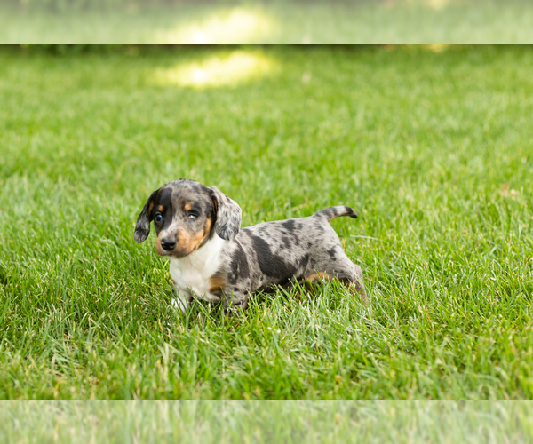 Medium Photo #6 Dachshund Puppy For Sale in MILFORD, IN, USA